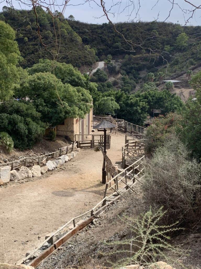 Selwo Aventura - giraffen