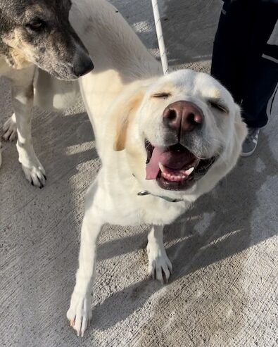 Wandelen met asielhonden Triple A Marbella