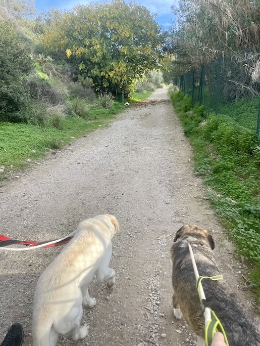 Wandelen met asielhonden Triple A Marbella